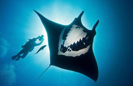 墨西哥海底发现罕见蝠鲼 黑白相间图案奇特