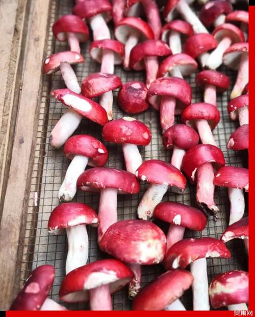 大红菌因其颜色鲜红在民间传为利于养血.