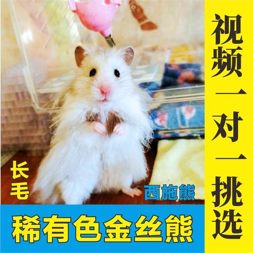 西施熊活物长毛金丝熊活体稀有色纯银蜜珍珠熊宠物家养波利情侣