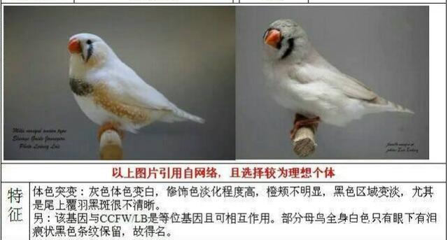 3.珍珠鸟特色种类