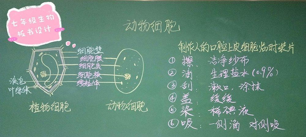 ———太行路初中部理化生教研组板书设计集 写美篇 看我们的生物老师