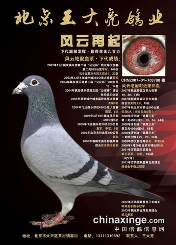 大名鸽"风云再起",环号chn2007-01-703788