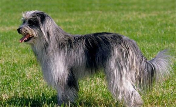 比利牛斯牧羊犬饲养有什么注意点