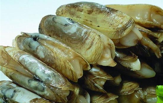 【蛏子】蛏子的功效与作用_蛏子的做法大全