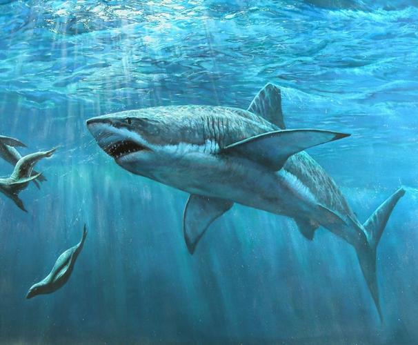 美丽海洋生物海中之王凶猛鲨鱼高清桌面壁纸(三)