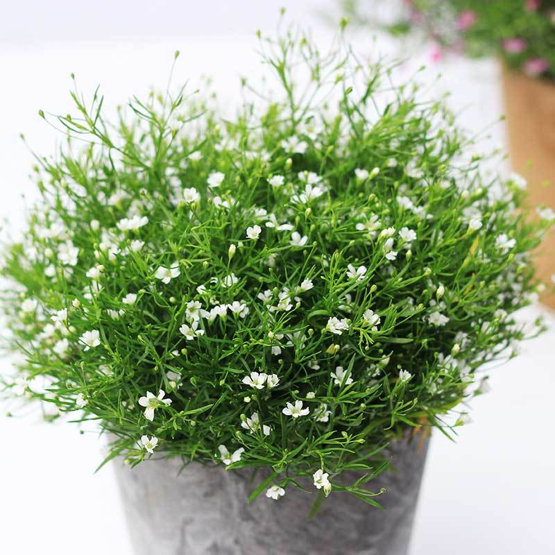 春天种一盆满天星吧!如点点繁星,似雾般朦胧,尽显雅素之美!