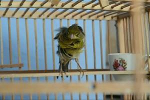 玉鸟活体观赏鸟