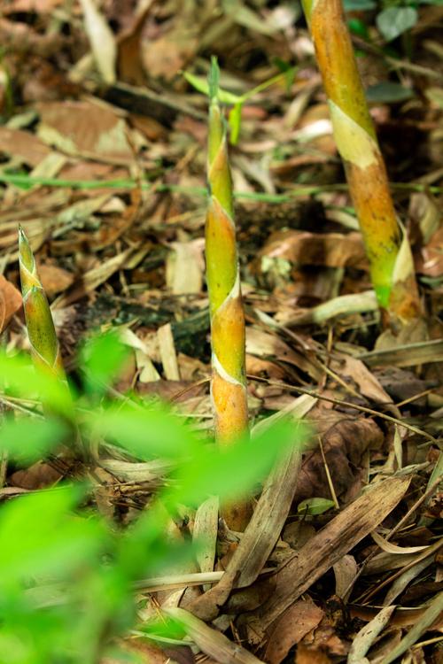 春笋一般在几月份长出