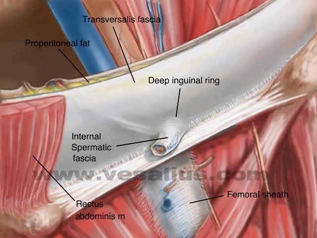 腹股沟处的解剖示意图 比较详细的 对于腹外疝来说
