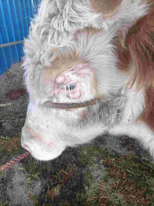 牛眼睛周围的疙瘩是怎么回事,额头耳朵后面也有类似的