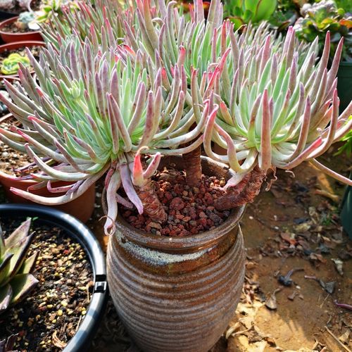 仙女杯多拇指爱杜丽丝奴婢吉娜多肉植物