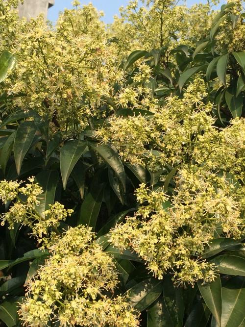 火山岩石上的荔枝花 纯天然的荔枝蜜