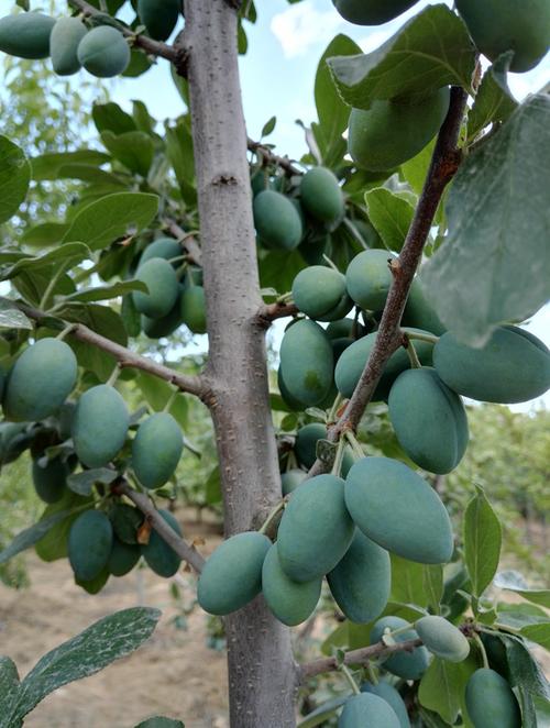 新鲜水果 自家产 西梅 无农药 4斤包邮 500g 没货停售