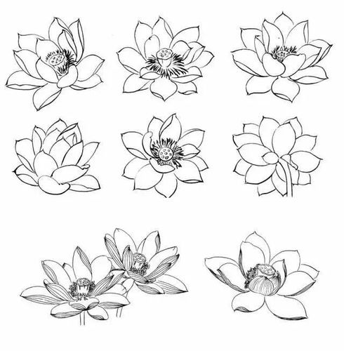 书画联盟丨简单易学的白描荷花教程|莲蓬|工笔_网易