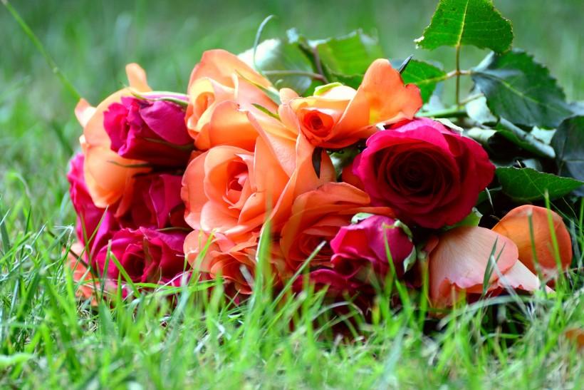 一束漂亮浪漫的玫瑰花图片第35张