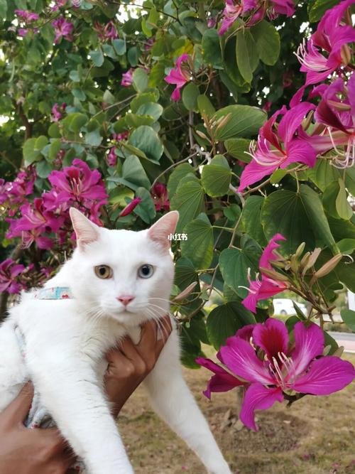 今天是赏花的小猫咪_赏花_猫咪_宠物_猫_晒猫