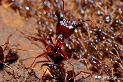 至于沙漠行军蚁,这个也可以往前排一排.