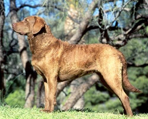  p>切萨皮克海湾寻回犬(chesapeake bay retriever)起源于 a href="#"