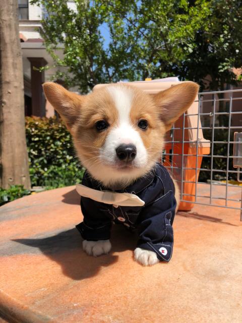 柯基狗狗-名叫蹦迪