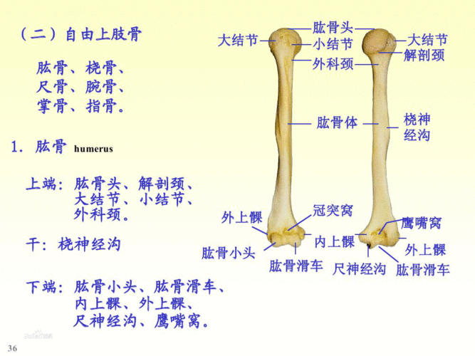 自由上肢骨,又称游离上肢骨,包括上臂的肱骨,前臂的桡骨,尺骨和手骨三
