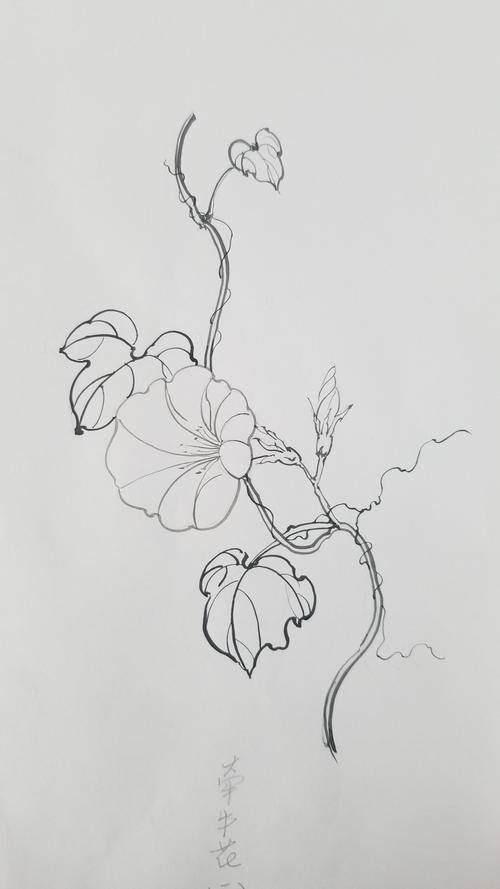 朝颜 夕颜 牵牛花 葫芦花 黑白 勾线 花卉 原创花卉 装饰画素材 朝颜