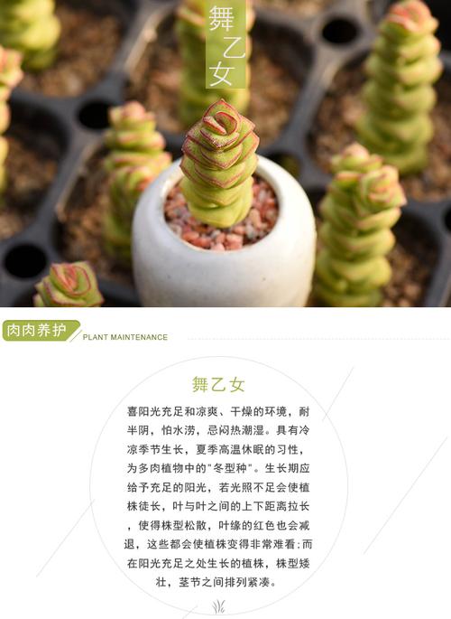 沙洲多肉|舞乙女钱串 多肉植物办公室防辐射桌面绿植花卉盆栽招财_7折