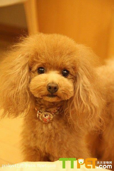 泰迪犬毛多长才能修?
