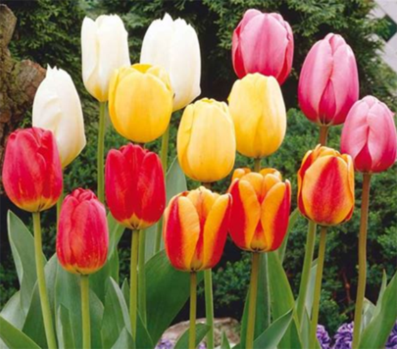郁金香的不同颜色的花语