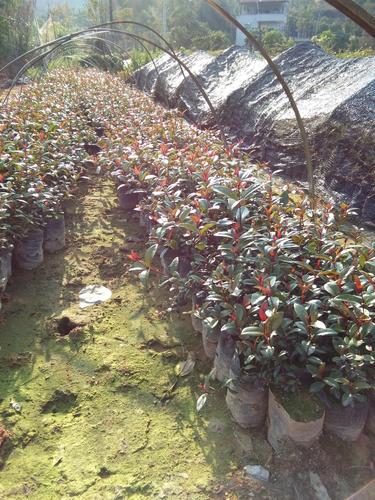 公司图片_广州市增城天城花木场 - 搜了网