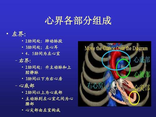 心界各部分组成   左界:   2肋间处:肺动脉段   3肋间处;左心耳   4,5   