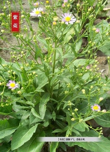 【引用】中药百草图-一百种常见中药图片加注释 认识中药植物