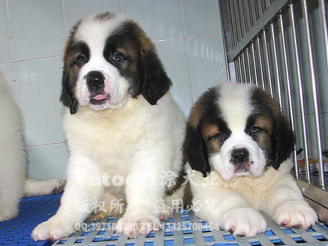 ◣超大型犬圣伯纳幼犬狗狗-漂亮母犬saintbernard◢▉双皇冠
