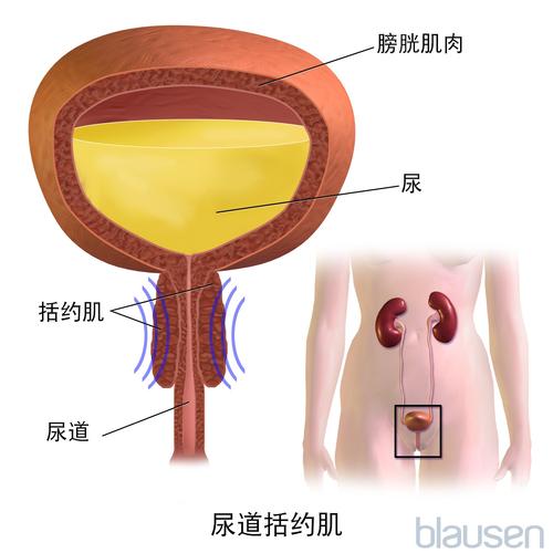 排尿过多或频繁