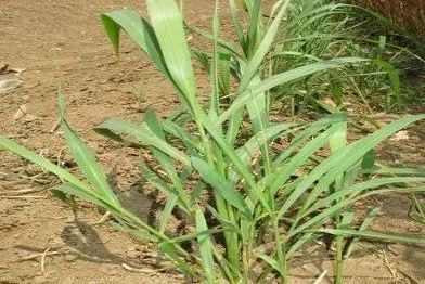 9种除草剂使用技巧大汇总希望可以帮到您