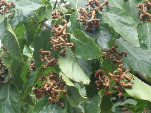 鸡爪莲一面叶子又密又短,一面叶子又长又稀是什么原因