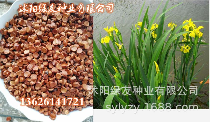 苗木新种子:黄菖蒲黄花鸢尾种子