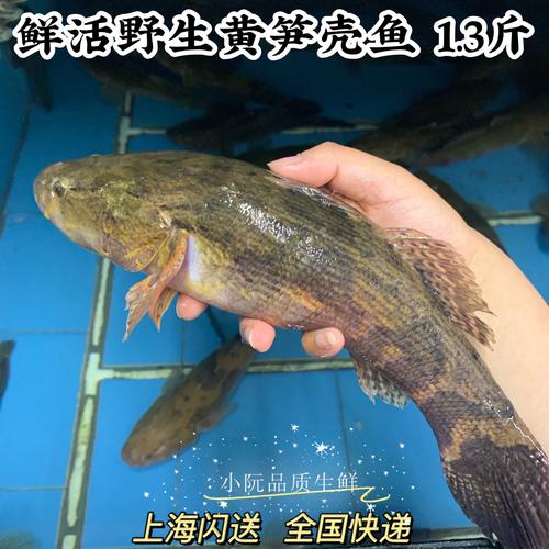 笋壳上海500g顺丰辅食鱼宝宝海鲜新鲜闪送黄笋壳淡水鱼类