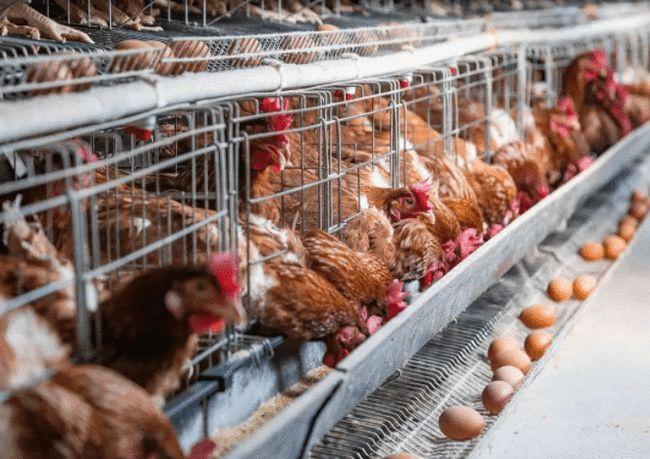 蛋鸡产蛋率低怎么办?本文为您详解