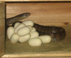 广西蛇养殖基地