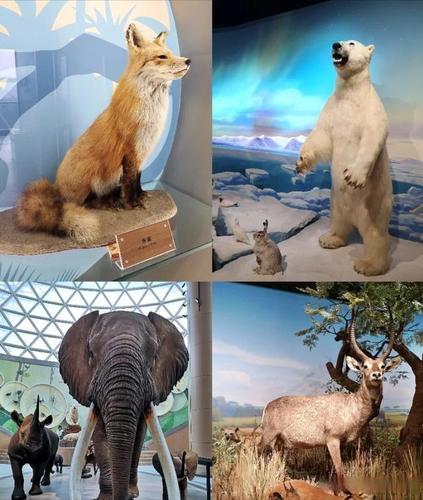 西安遛娃新去处!陕西自然博物馆-贝林馆,亲子半日这样玩