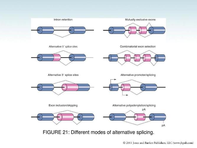 rna splicing and processing