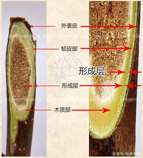 嫁接观赏牡丹到底怎么对齐形成层?接穗和凤丹根的形成