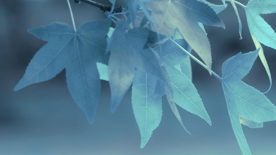 清新护眼的简约唯美风景图片桌面壁纸