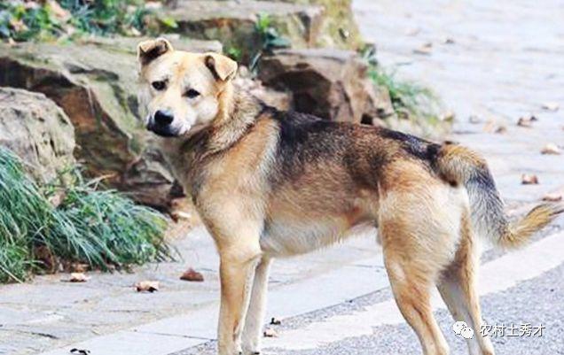 俗语尾巴向左看门不用锁啥意思教您如何挑选一只好土狗
