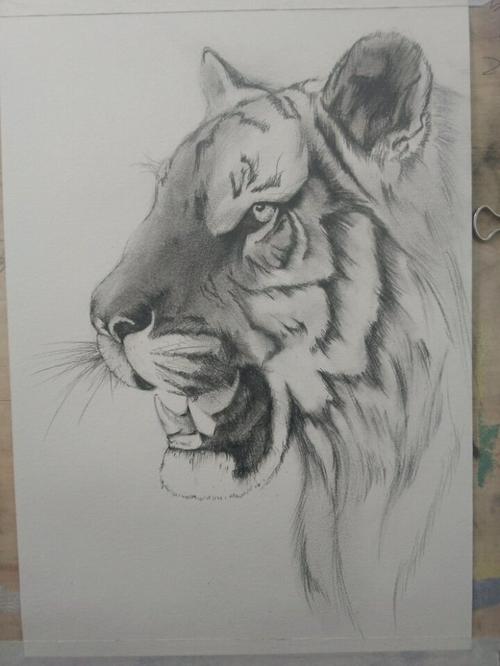 素描老虎