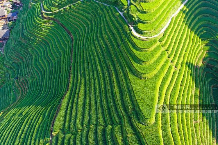 广西桂林市龙胜各族自治县龙脊梯田景区梯田景观.