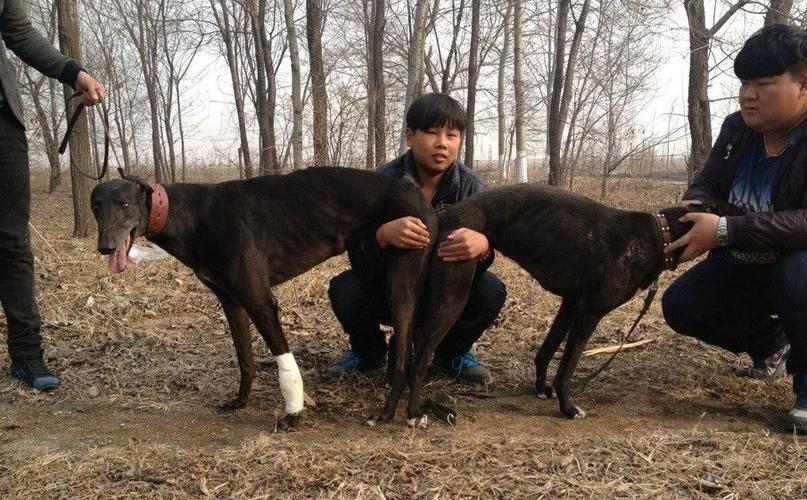 日文安王福军的格力犬种母巧儿使用辽中高闯的格力犬种公黑色屠城配种