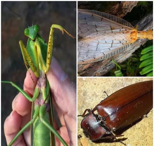 大兜虫, 不仅有 深山锹甲, 这里的 螳螂,蛾类,叩甲,螽斯和 竹节虫