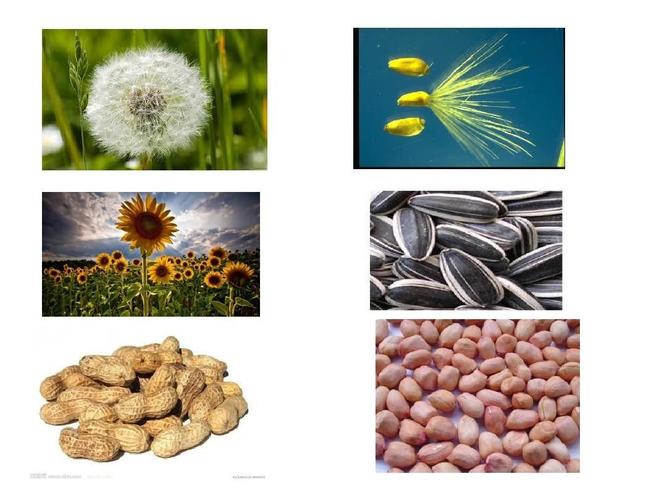 写美篇教学目标: 1,知识目标:启迪学生用日常生活中的种子制作粘贴画