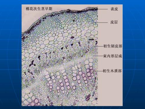 实验七,双子叶木本植物茎的次生结构.pdf